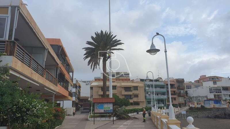 Imagen de la poda y limpieza de una palmera en un parterre de la avenida marítima de Salinetas, esta mañana/TA.